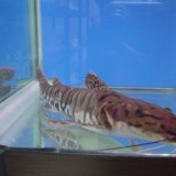 タイガーシャベルノーズキャット in 好きな魚（飼う方） by shonsym