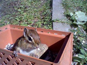 シマリス in 好きな動物BEST5 by 910kabotann