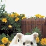 チワワ in 好きな犬の種類 by fuukashiragi