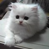 ペルシャ in 好きな猫 by fuukashiragi