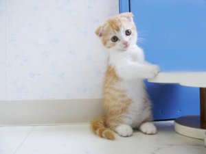 マルチカン in 好きな猫BEST5 by fuukashiragi